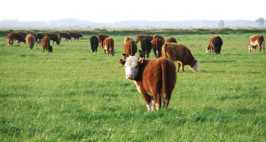 Doble beneficio: las lluvias alejaron temores por La Niña e impulsaron la recría