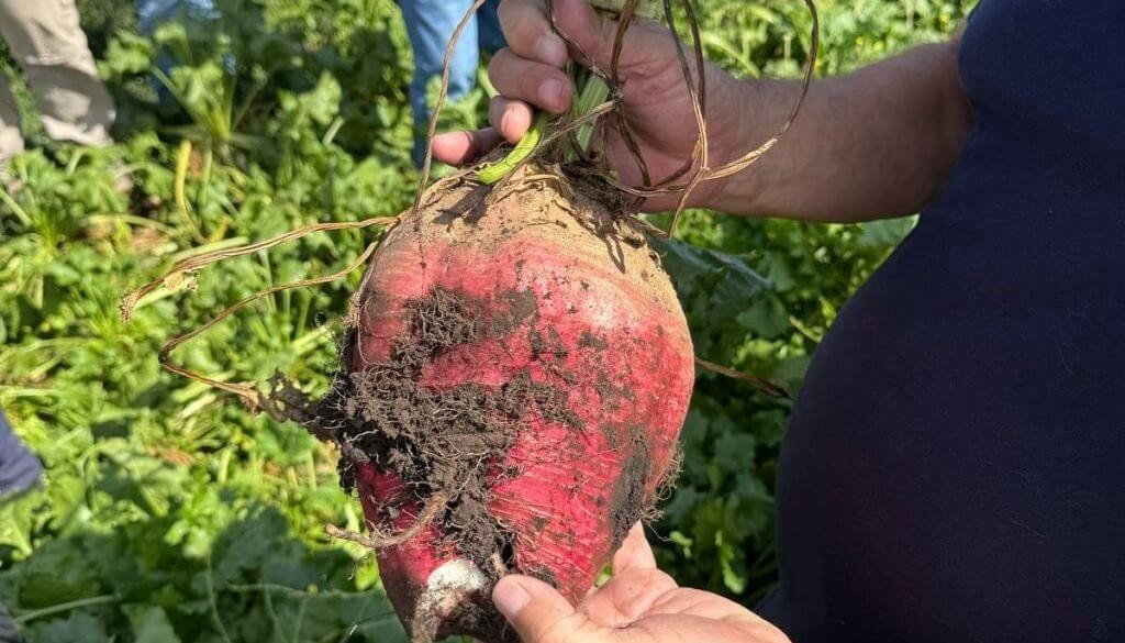 En la Estancia Santa Marta, la remolacha forrajera demostró su potencial: 2.665 kilos de carne por hectárea
