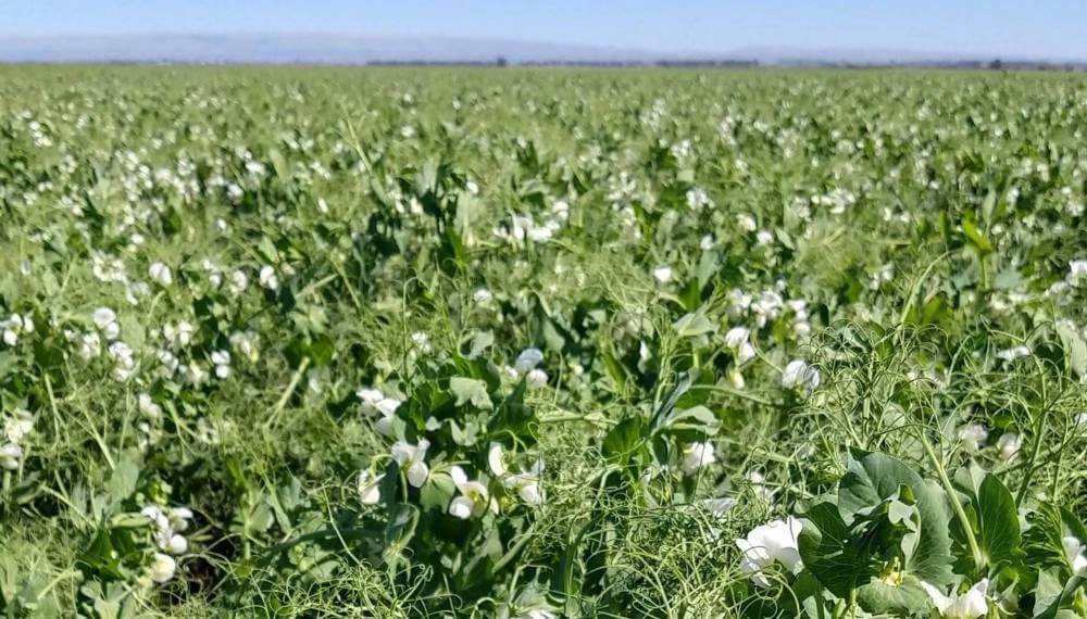 La arveja se afirma en la rotación y apunta a un récord productivo en la zona núcleo