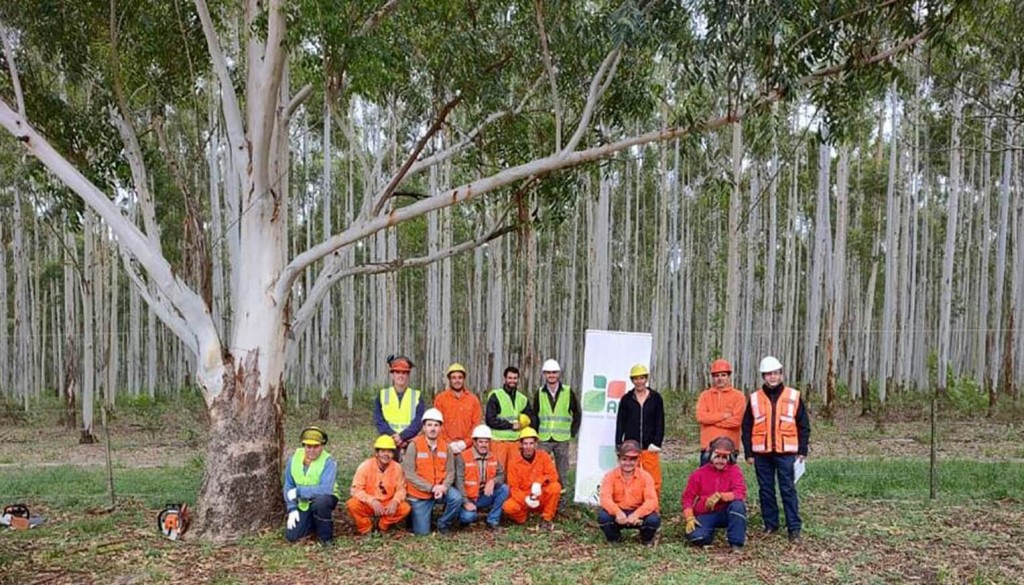 La industria forestal argentina recibió un reconocimiento de la ONU por la reducción de accidentes laborales