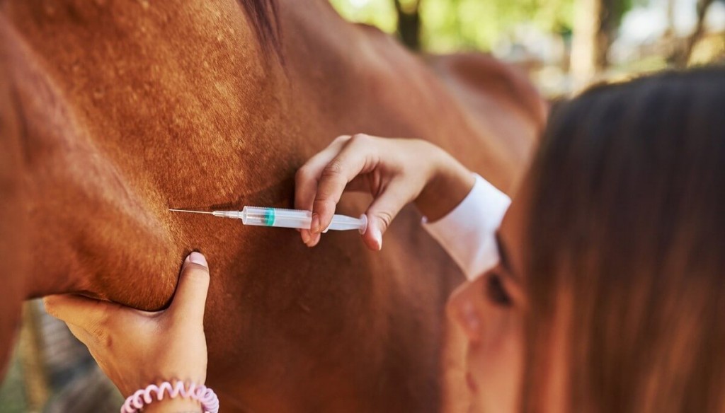 Una amenaza silenciosa: el calor y la humedad activan las alertas por la encefalomielitis equina