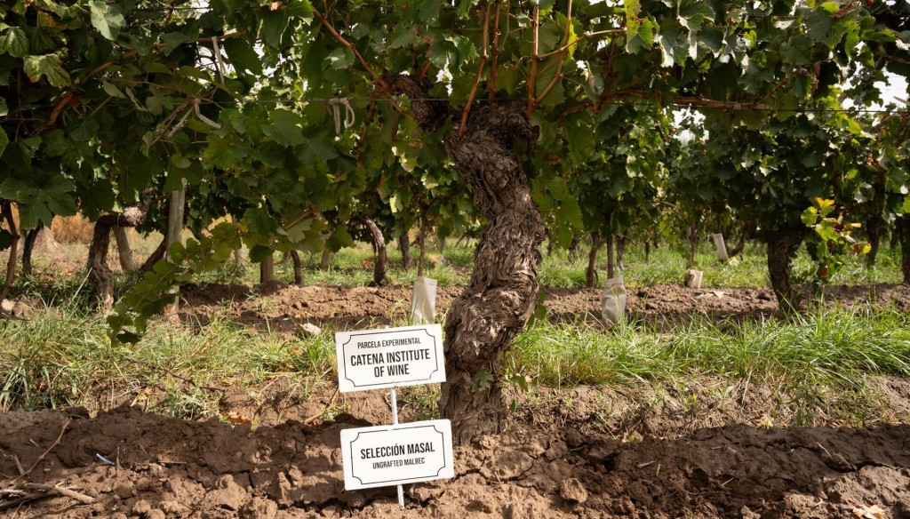 Catena Institute: cómo funciona la meca de las innovaciones de la vitivinicultura argentina