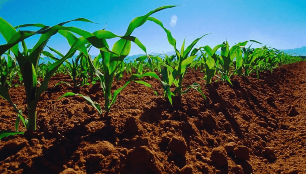 Cambio climático: “La cadena agroindustrial argentina fue, es y seguirá siendo parte de la solución”