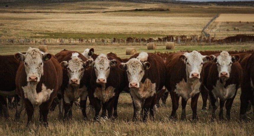Chile volvió a reconocer a la Patagonia como zona “libre de aftosa sin vacunación” y levantó suspensiones