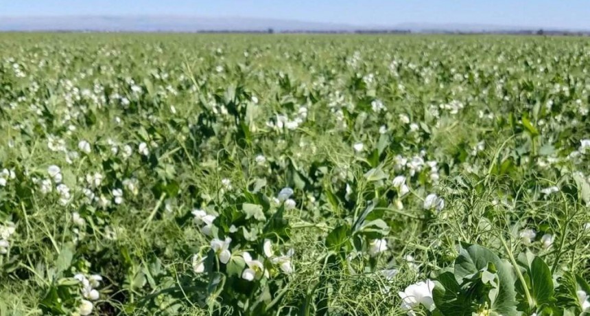 La arveja se afirma en la rotación y apunta a un récord productivo en la zona núcleo