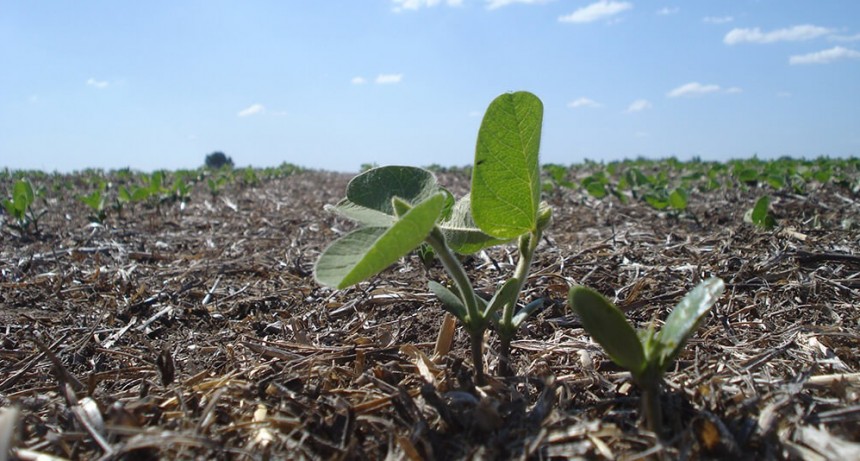A días de comenzar la siembra, la soja invita al entusiasmo: mucha agua y mejor tecnología