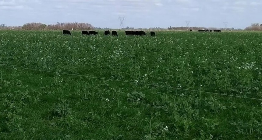 Cultivos de cobertura y pastoreo ganadero: una relación que eleva la rentabilidad y la sustentabilidad