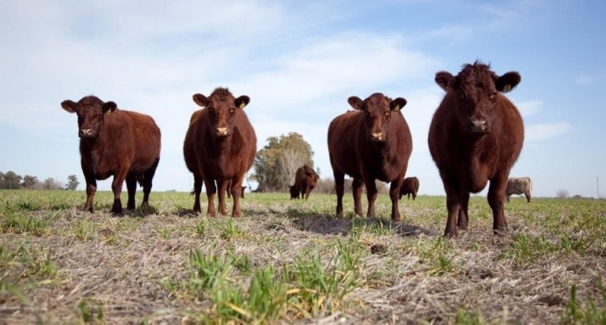 Financiamiento: en menos de 3 meses, ya se aprobaron créditos a valor novillo por $ 3.500 millones