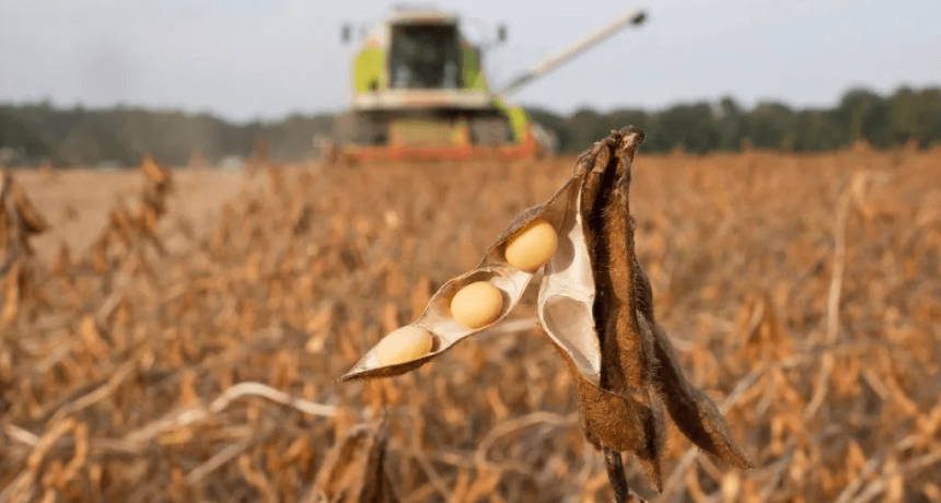 Soja “libre de deforestación”: la relación costo-beneficio puede ser favorable para el productor