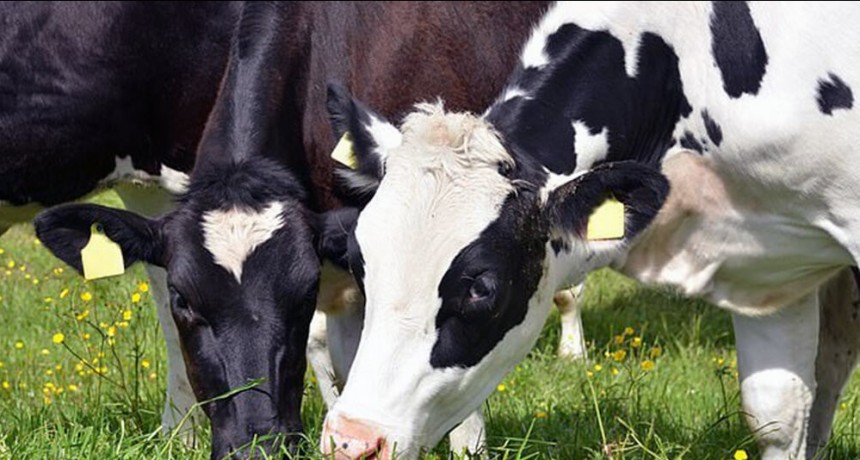 Aumentará la producción mundial de leche hasta finales de 2021