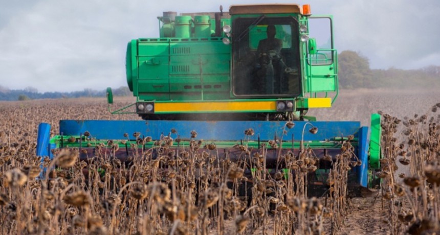 El girasol recupera terreno y proyecta exportaciones por US$ 1.200 millones