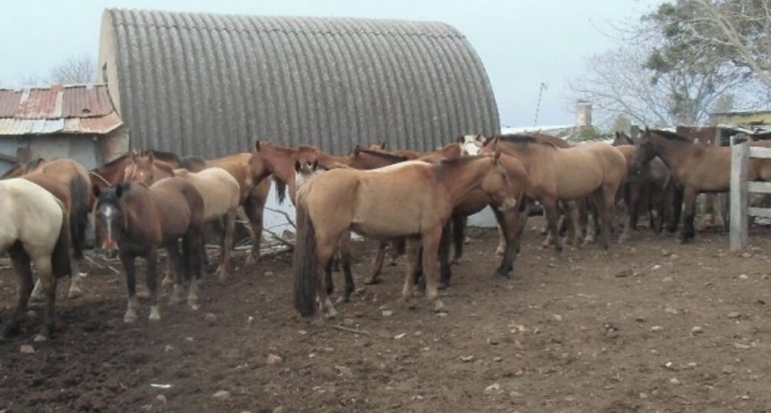 El INTA y el Senasa lograron aislar el “Herpesvirus equino”