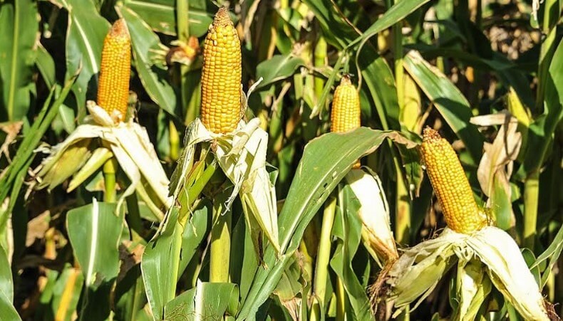 El maíz tardío concentra todas las esperanzas: una campaña para sacarle el jugo a cada milímetro