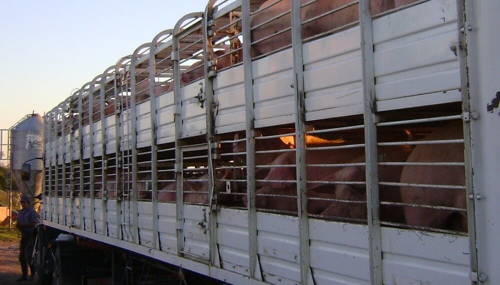 Desarrollan una mejora logística para el transporte de cerdos