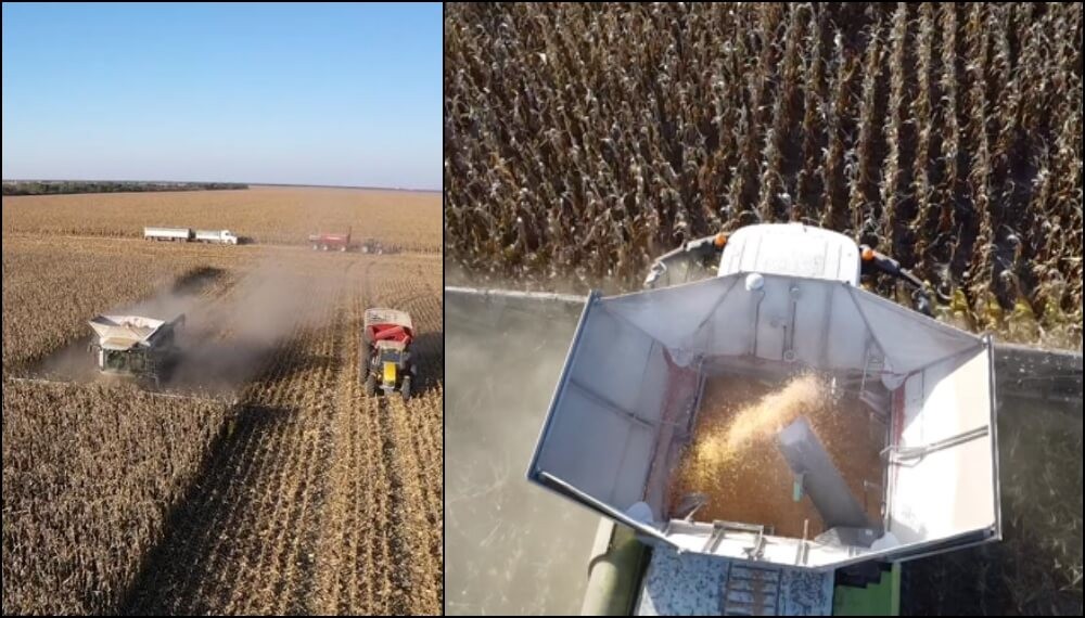 ¿Qué tiene la supercosechadora que carga hasta 40 camiones de maíz por día? 