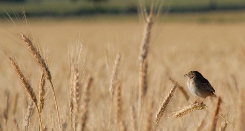 La prórroga para las exportaciones y ventas de trigo divide opiniones en la Mesa de Enlace