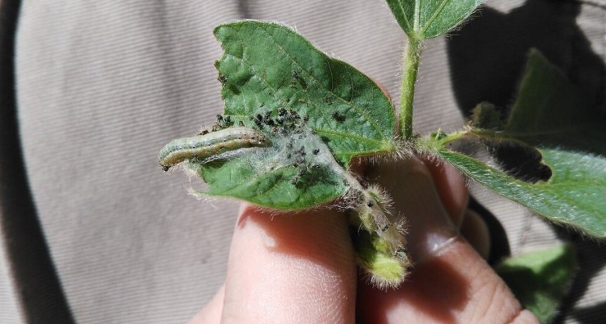 La isoca bolillera en soja, una amenaza que se potencia ante el contexto de sequía