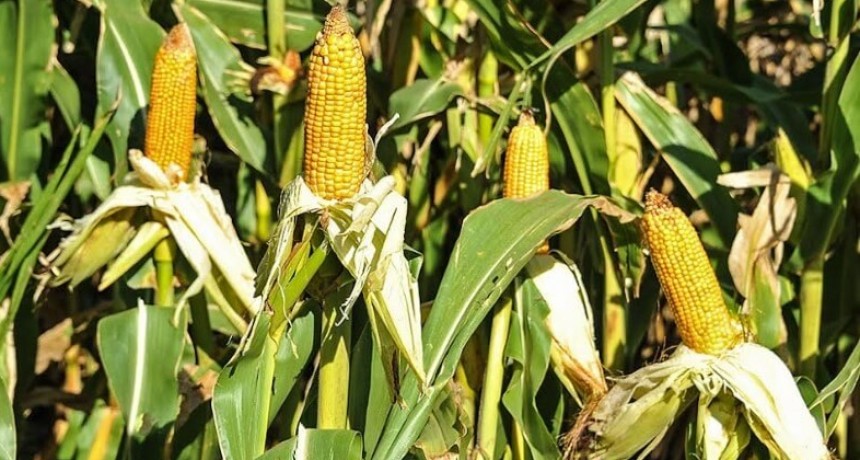 El maíz tardío concentra todas las esperanzas: una campaña para sacarle el jugo a cada milímetro