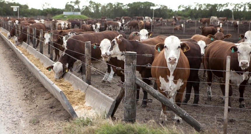 En la recta final del año, los feedlots profundizan su pérdida de rentabilidad