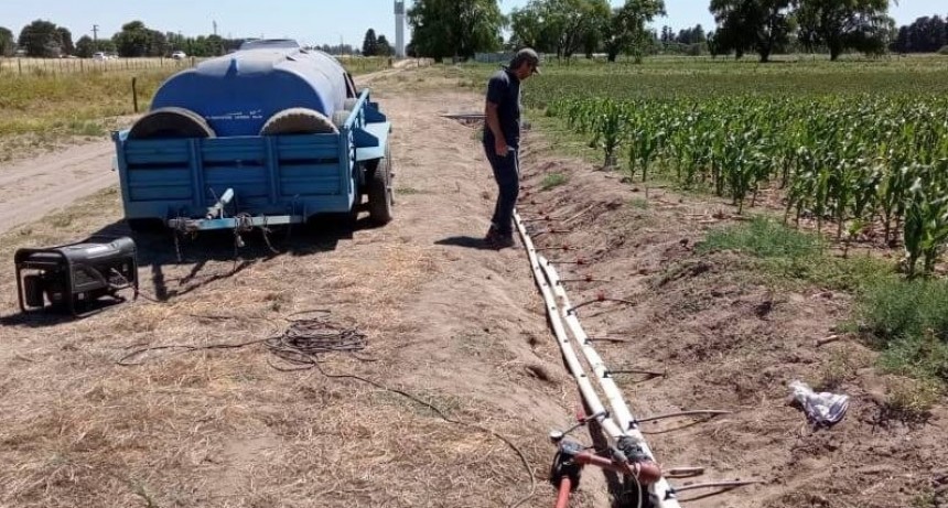 Fertirriego con efluentes lácteos en maíz: el mismo rinde que con urea, pero menor huella de carbono