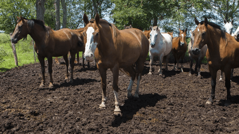 Alerta sanitaria: confirman casos de una grave enfermedad en equinos, transmisible a humanos