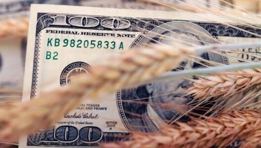 El trigo traerá el primer respaldo económico del agro para Javier Milei