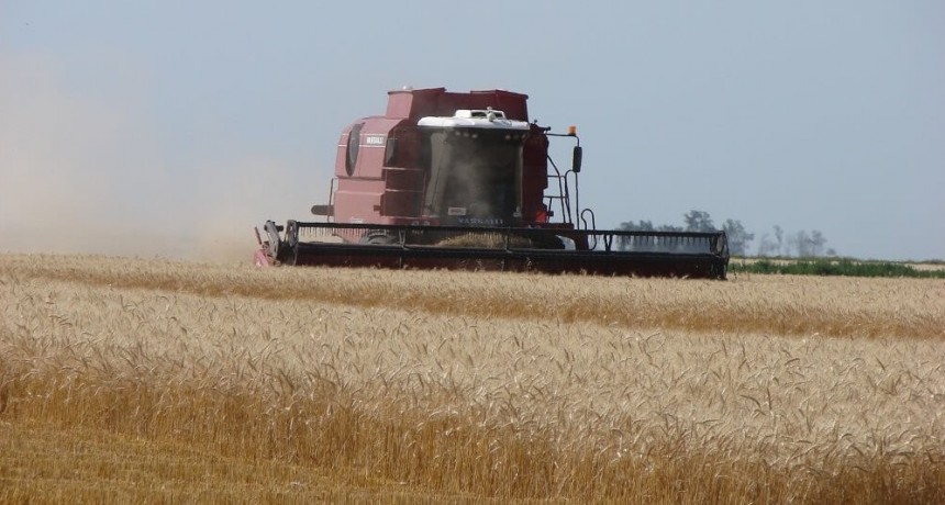 Un respiro para la economía: el trigo y la cebada traerían 70% más divisas que el año pasado