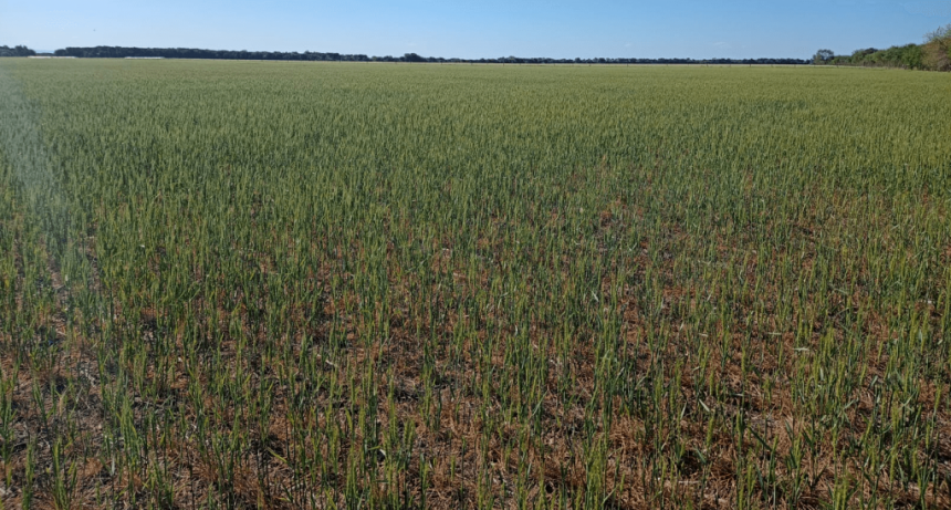 Sin lluvias a tiempo, el trigo 2023/24 apenas logrará superar la pésima cosecha anterior