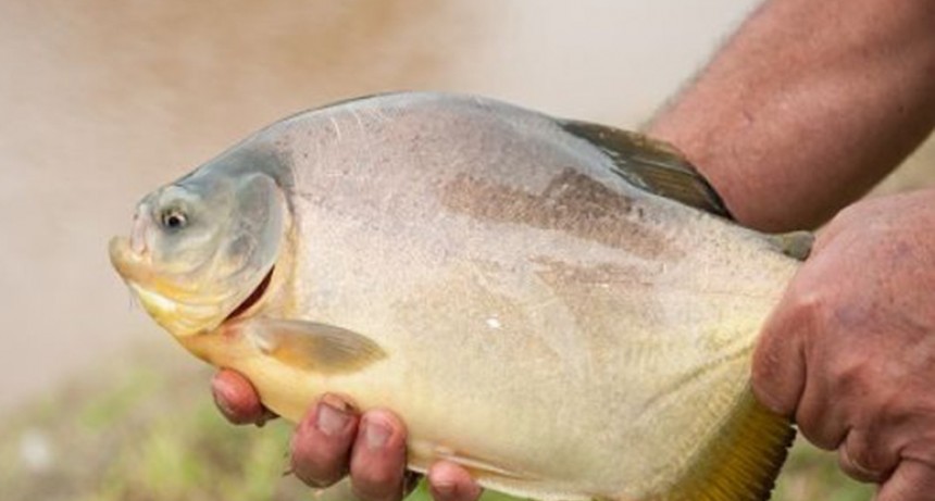 Buenos Aires tendrá el primer nodo acuícola de Argentina