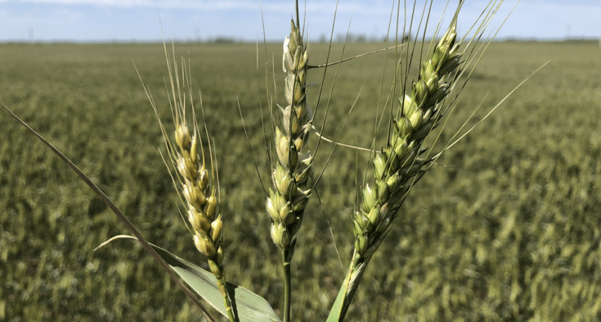 El trigo y la cebada encontraron otro enemigo climático en las heladas