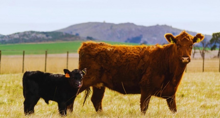 Leucosis bovina: un estudio inédito determinó cuáles son sus principales factores de riesgo