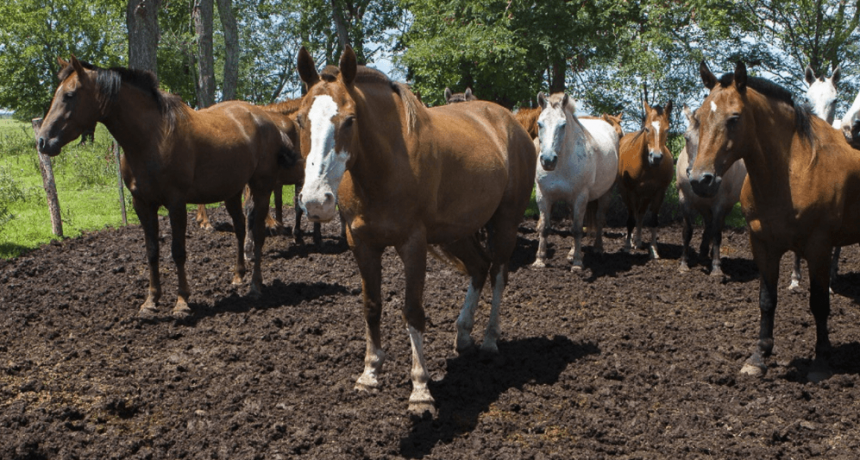 Alerta sanitaria: confirman casos de una grave enfermedad en equinos, transmisible a humanos