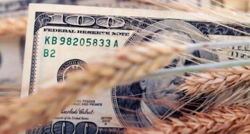 El trigo traerá el primer respaldo económico del agro para Javier Milei