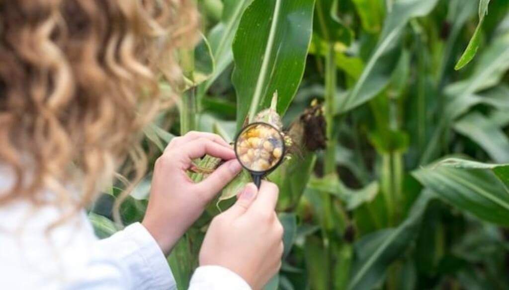 Control de la chicharrita del maíz: evitar aplicaciones preventivas y preservar los controladores naturales