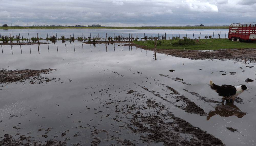 Inundaciones: informes del INTA y CARBAP reafirman la situación crítica y vuelven los reclamos por obras
