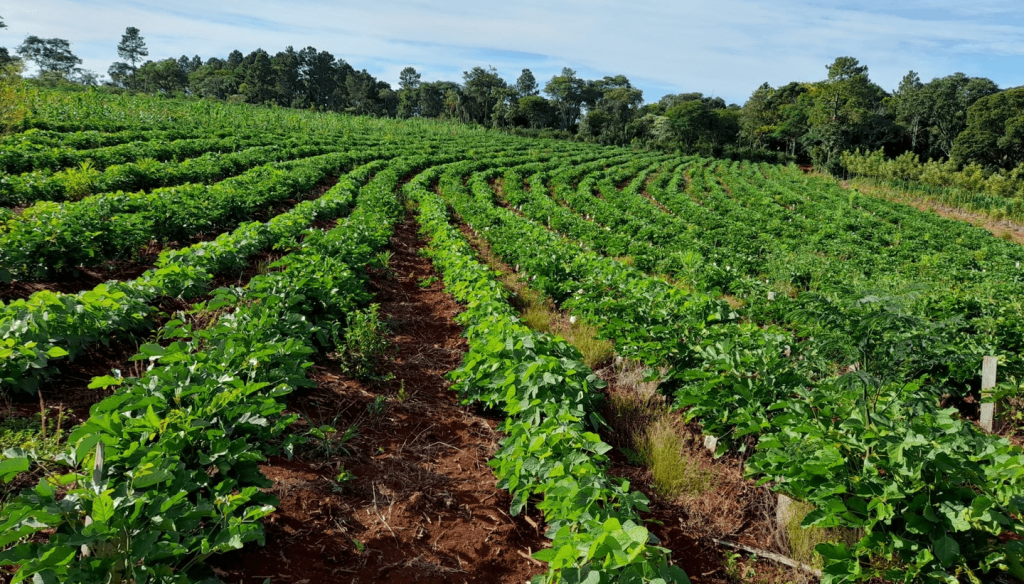 Yerba mate: el Gobierno ratificó por decreto que el INYM ya no tiene potestad para definir precios