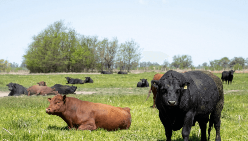 Tristeza bovina: en Entre Ríos toman más medidas para frenar el avance de la garrapata