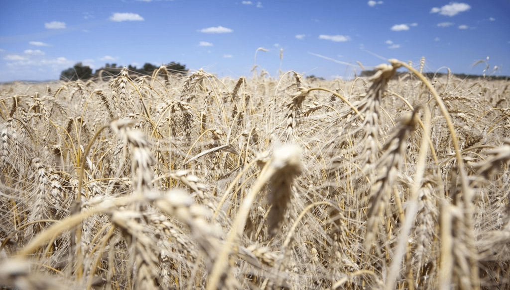 El lado B del “boom” triguero: para que sea rentable, hay que realmente lograr altísimos rindes