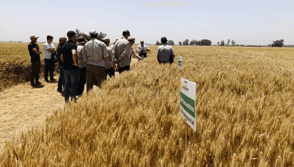 El trigo sueña en grande: 30 kg de nitrógeno por tonelada, el secreto para altos rindes y calidad