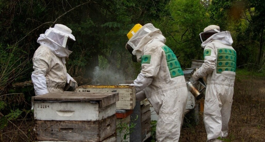 La apicultura exhibe un “dulce” comienzo de campaña: rindes de hasta 50 kilos en Santa Fe