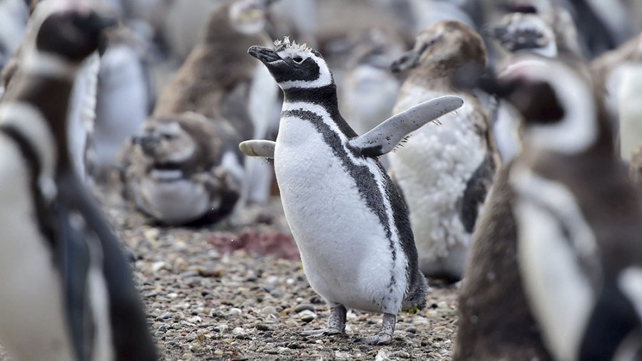Allanan un predio lindero a Punta Tombo por una matanza de pingüinos