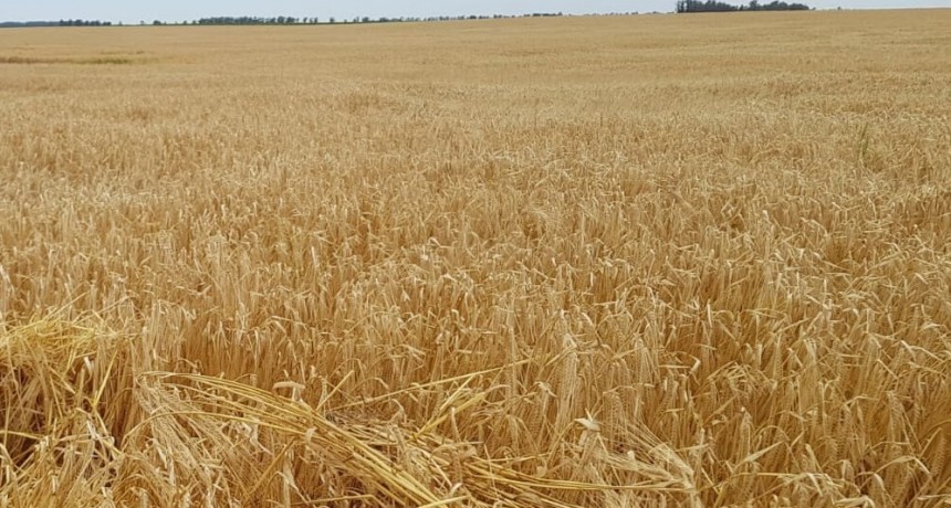 En la última parte de la cosecha, elevan la estimación de producción de cebada
