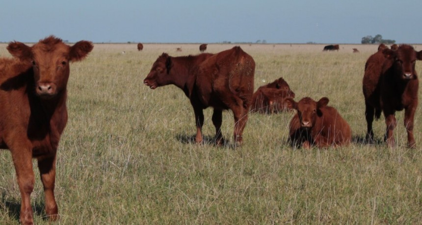 Por la seca, en 2023 la producción de terneros puede caer hasta en un millón de cabezas