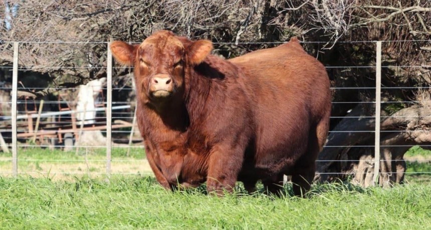 Mateo, el Angus argentino campeón mundial: ¿cómo se logra un “Messi” de los toros?