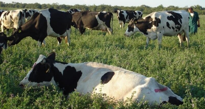 En quebranto: los tambos otra vez no logran siquiera alcanzar los costos