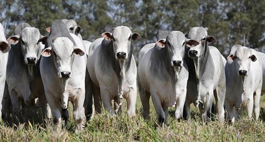 En Brasil, gigantes de la industria cárnica invertirán U$S 30 millones en microchips para sus animales