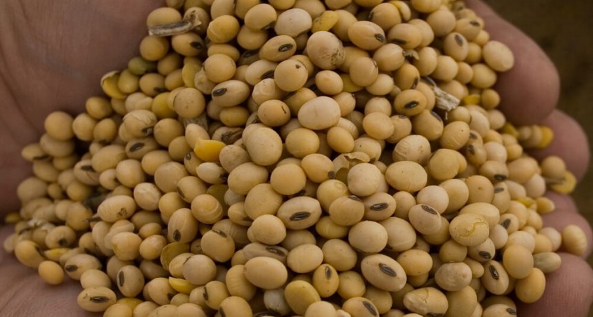 Se profundiza el conflicto entre las aceiteras y la Aduana por las importaciones de soja