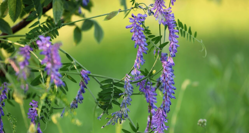 Ensayo nacional sobre cultivos de servicios: cuáles son los más “rendidores” en aporte de materia seca
