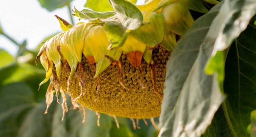 Un cultivo que da pelea: una empresa chaqueña se quedó con el Primer Lote de Girasol