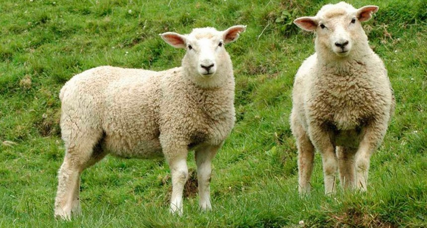 Otra sorpresa con la encefalomielitis equina: en Baradero, se contagió una oveja